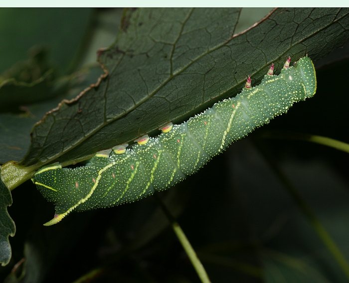 Pappelschwrmer (Laothoe populi) Raupe