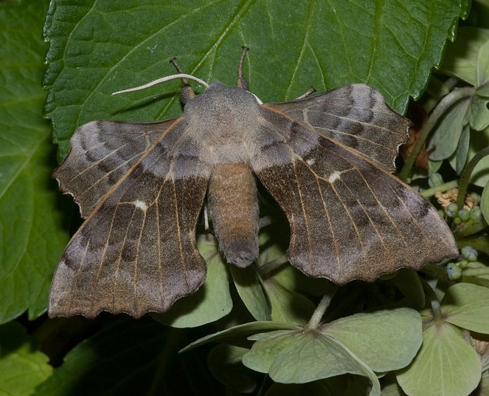 Pappelschwrmer (Laothoe populi) ♂