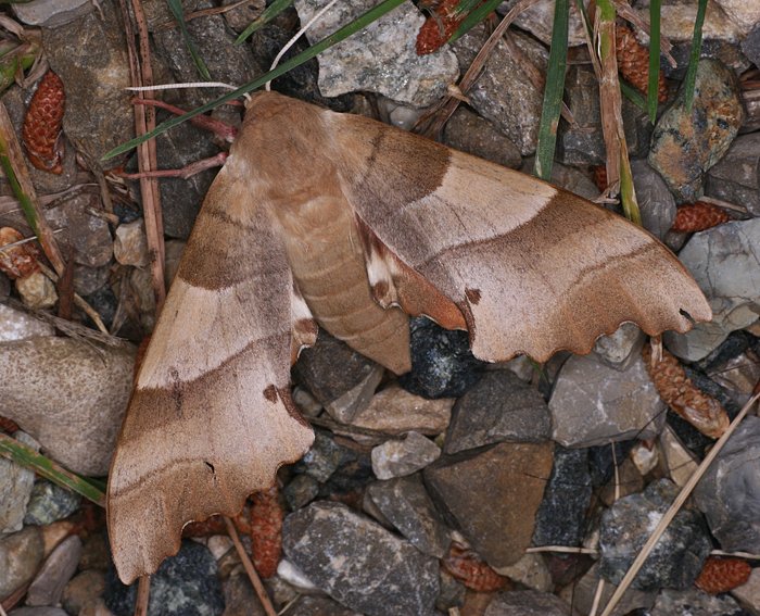 Eichenschwrmer (Marumba quercus)