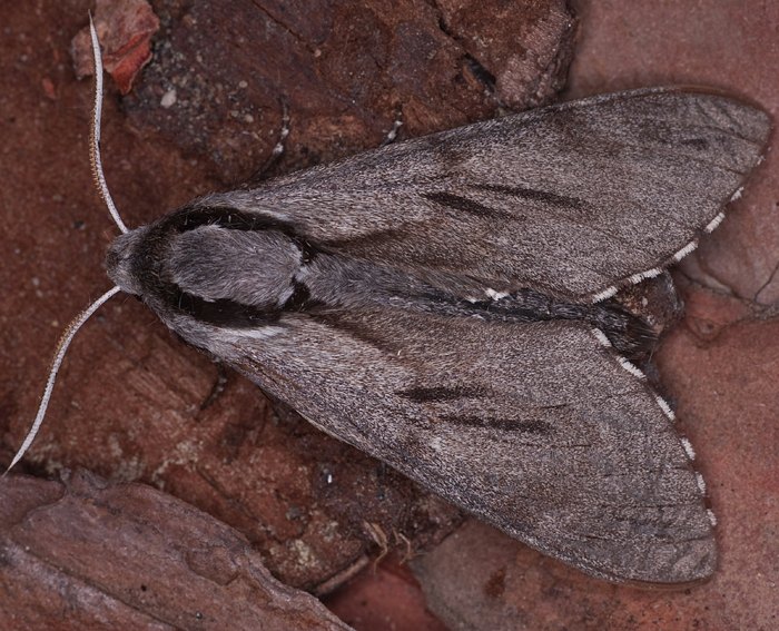 Kiefernschwrmer (Hyloicus pinastri)