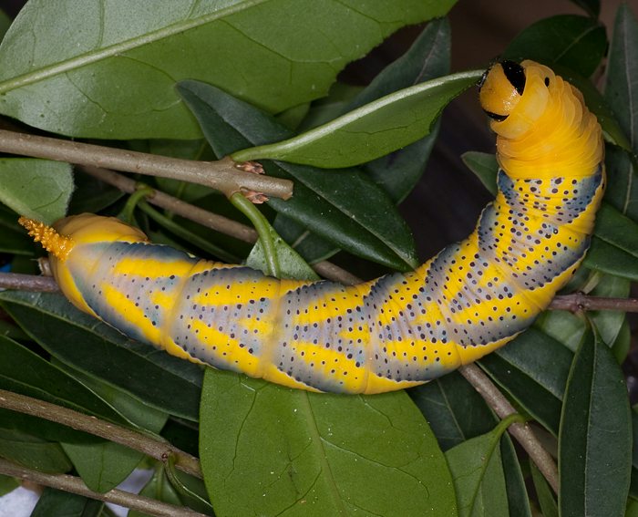 Totenkopfschwrmer (Acherontia atropos) Raupe