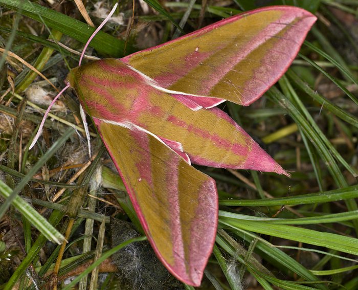 Mittlerer Weinschwrmer (Deilephila elpenor)