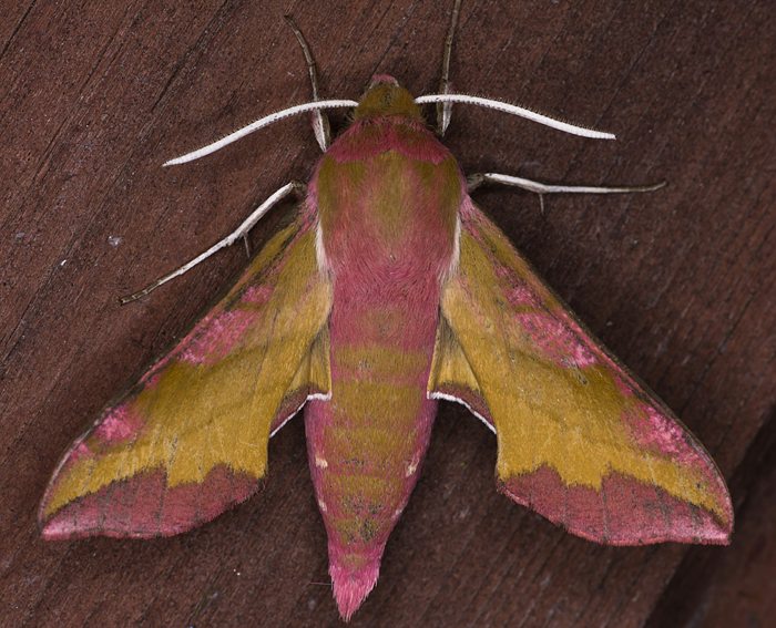 Kleiner Weinschwrmer (Deilephila porcellus)