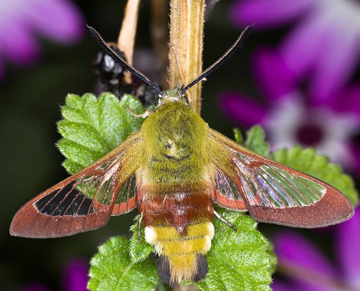 Hummelschwrmer (Hemaris fuciformis)