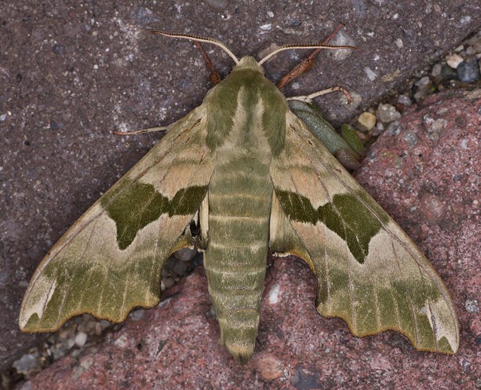 Lindenschwrmer (Mimas tiliae) ♂