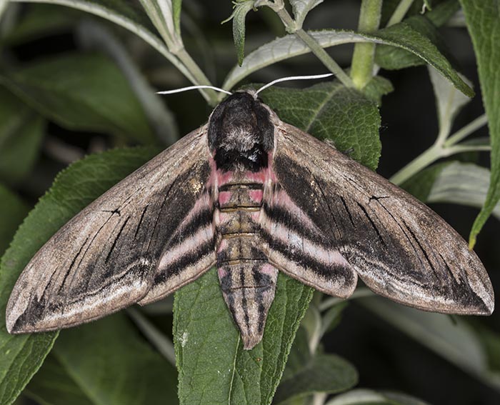 Ligusterschwrmer (Sphinx ligustri)