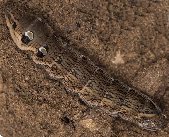 Mittlerer Weinschwrmer (Deilephila elpenor)Raupe