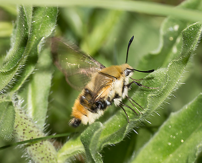 Skabiosenschwrmer (Hemaris tityus)