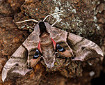 Abendpfauenauge (Smerinthus ocellata) [2842 views]