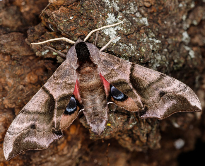 Abendpfauenauge (Smerinthus ocellata)