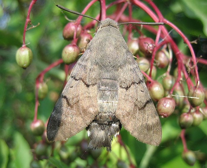 Taubenschwanz (Macroglossum stellatarum)