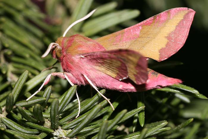 Kleiner Weinschwrmer (Deilephila porcellus)