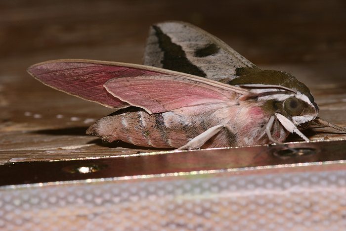 Wolfsmilchschwärmer (Hyles euphorbiae)