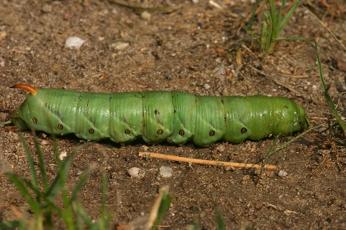 Windenschwrmer (Agrius convolvuli) Raupe