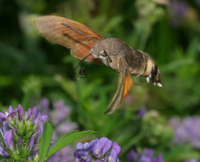 Taubenschwanz (Macroglossum stellatarum)