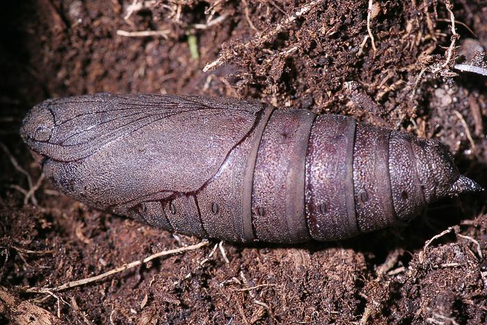 Lindenschwrmer (Mimas tiliae) puppe