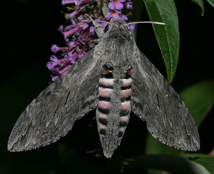 Windenschwrmer (Agrius convolvuli)