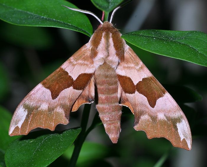 Lindenschwrmer (Mimas tiliae) f. brunnea (braune Form) ♂