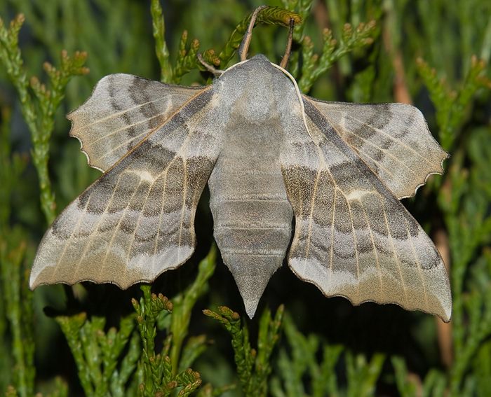 Pappelschwrmer (Laothoe populi) ♀