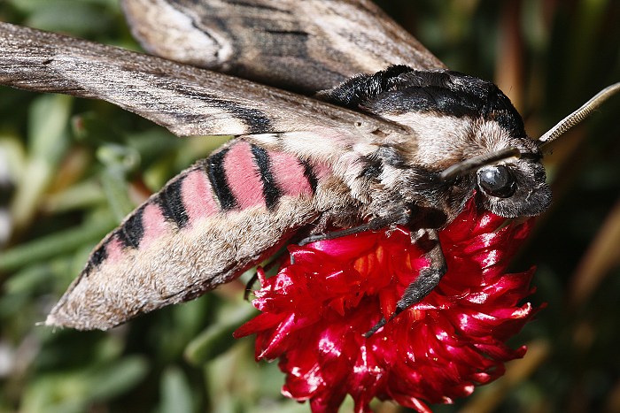 Ligusterschwrmer (Sphinx ligustri)