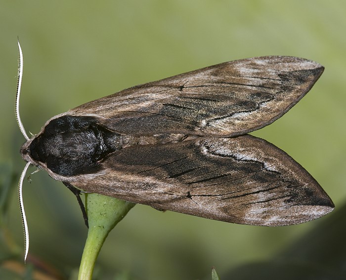 Ligusterschwärmer (Sphinx ligustri)