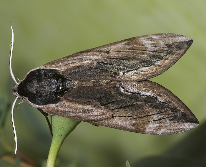 Ligusterschwrmer (Sphinx ligustri)