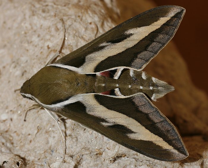 Labkrautschwrmer (Hyles gallii)