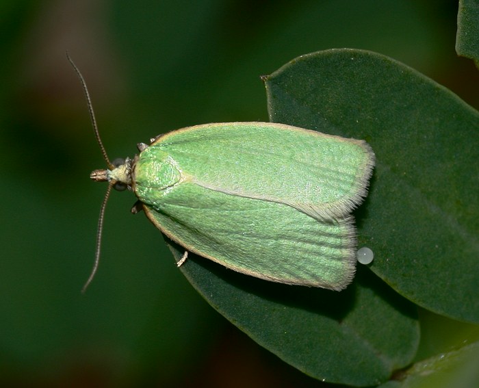 Eichenwickler (Tortrix viridana)