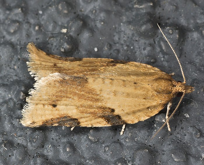 (Clepsis spectrana)