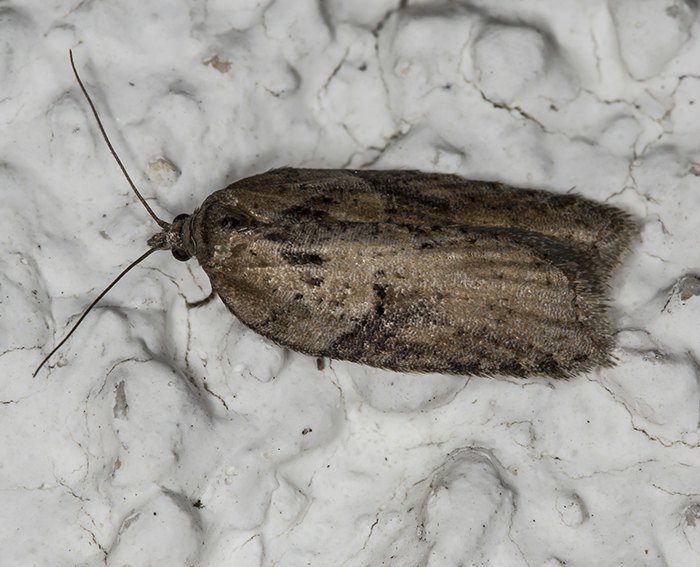 (Acleris hastiana)