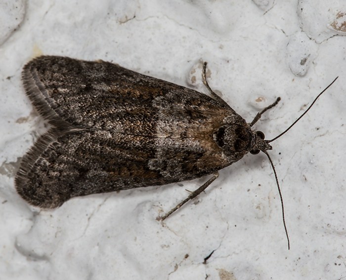 (Tortricodes alternella)