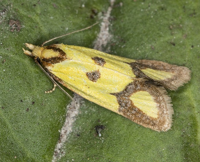 (Agapeta zoegana)