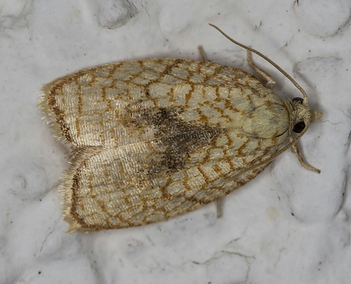 (Acleris forsskaleana)