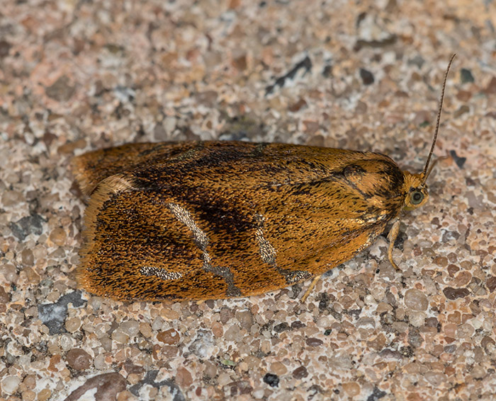 (Ptycholoma lecheana)