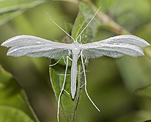 Schlehen-Federgeistchen (Pterophorus pentadactyla)<br> Federmotten (Pterophoridae) [3203 views]