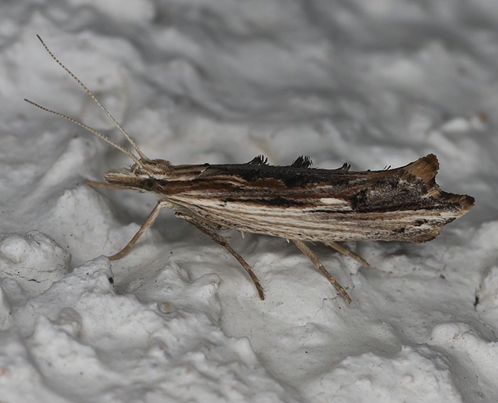 (Ypsolopha scabrella)<br> Ypsolophidae