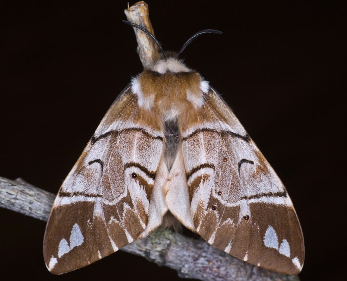 Birkenspinner (Endromis versicolora)<br> Birkenspinner (Endromidae)