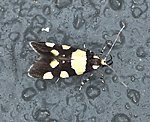 Birken-Faulholzmotte (Eratophyes amasiella)<br> Faulholzmotten (Oecophoridae) [1646 views]