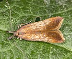 (Dichomeris ustalella)<BR> Palpenmotten (Gelechiidae) [1650 views]