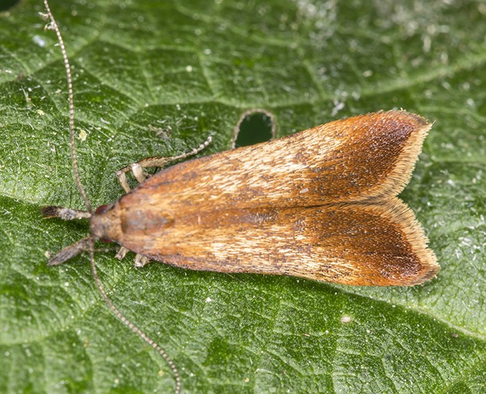 (Dichomeris ustalella)<BR> Palpenmotten (Gelechiidae)