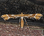 (Cnaemidophorus rhododactyla)<br> Federmotten (Pterophoridae) [793 views]