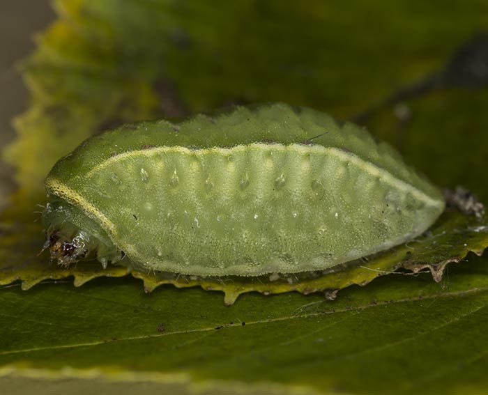 Groer Schneckenspinner (Apoda limacodes) Raupe <br> Schneckenspinner (Limacodidae)