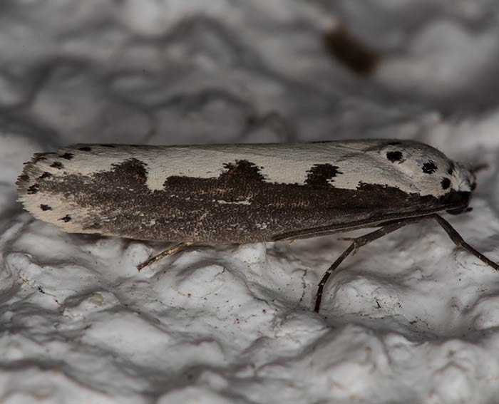 (Ethmia bipunctella)<br> Elachistinae