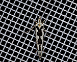 Osterhasenfalter (Ypsolopha sequella)<BR> Ypsolophinae [395 views]