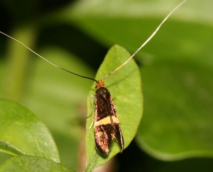 (Adela croesella)<br> Langhornmotten (Adelidae)