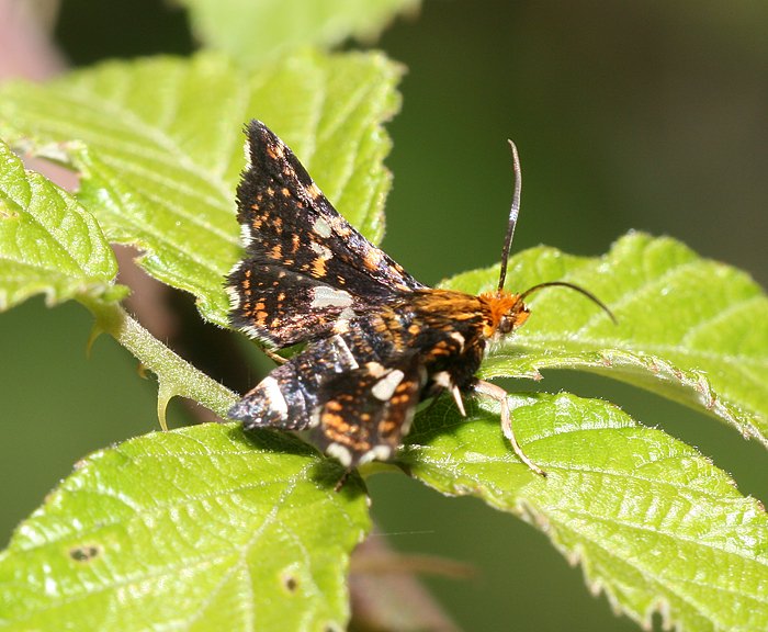 Waldreben-Fensterschwärmerchen (Thyris fenestrella)<br> Fensterschwärmerchen (Thyrididae) Waldreben-Fensterschwärmerchen (Thyris fenestrella)<br> Fensterschwärmerchen (Thyrididae)
