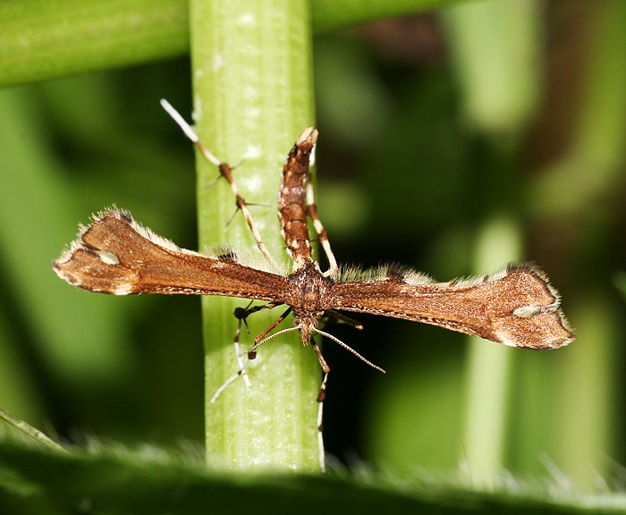 (Platyptilia capnodactylus)<br> Federmotten (Pterophoridae)