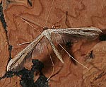 (Emmelina monodactyla)<br> Federmotten (Pterophoridae) [2245 views]