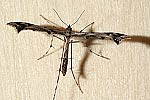 (Amblyptilia acanthadactyla)<br> Federmotten (Pterophoridae) [2590 views]