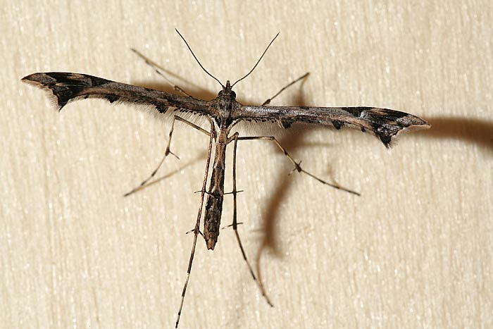 (Amblyptilia acanthadactyla)<br> Federmotten (Pterophoridae)